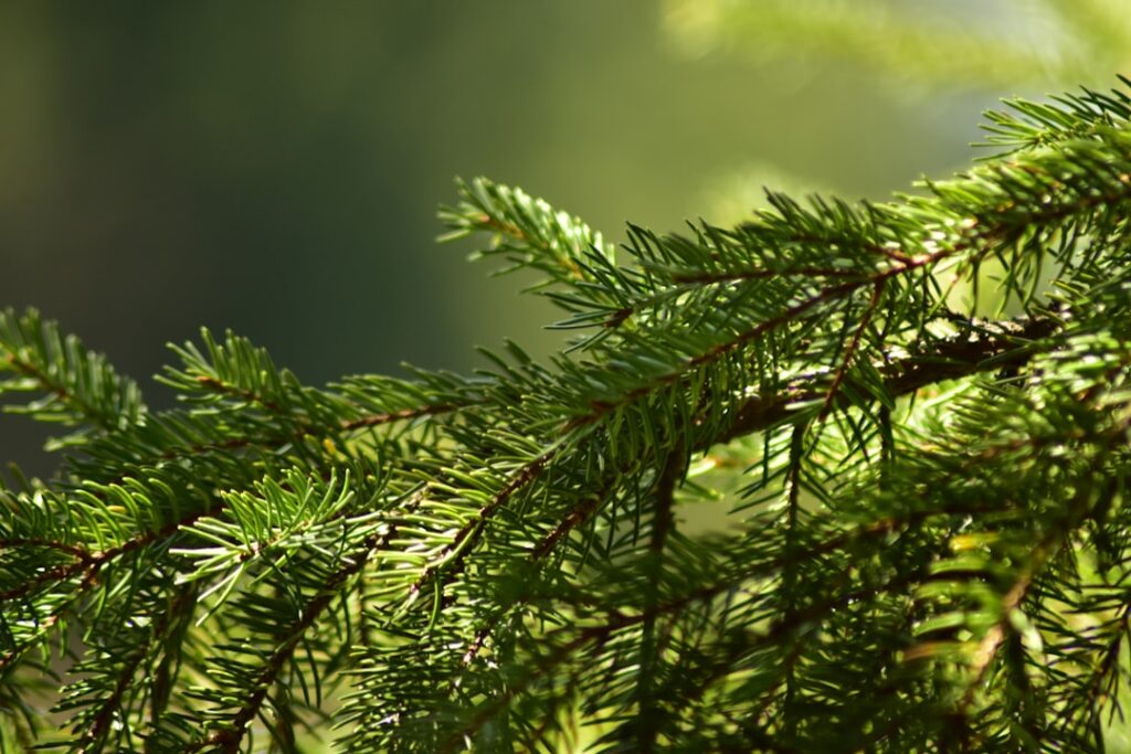 Photo Evergreen titles